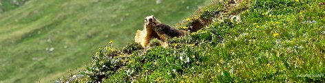 Pic : Two Marmots in the National Vanoise Parc, France / Credits: Moutonnoir69, CC-by-nc-nd, no changes made to image.